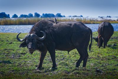 082624 Cape Buffalo 3 9.jpg