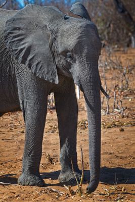 082624 Elephant head 6.jpg