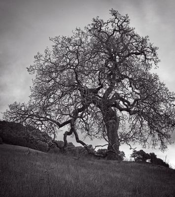 _DSC3216 copy.jpg