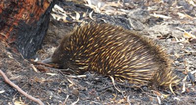 Echidna, Bruny Island, Tasmania