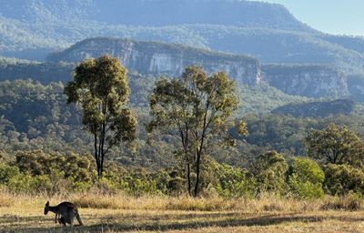 Sandstone Park, Carnarvon Gorge, QLD
