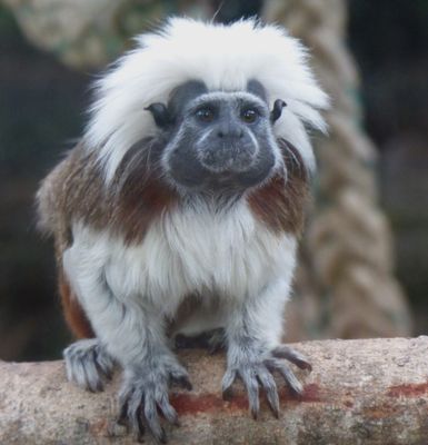 Altina Wildlife Park, Darlinghurst Point, NSW