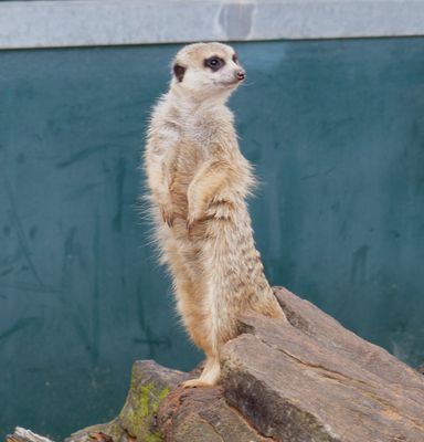 Altina Wildlife Park, Darlinghurst Point, NSW