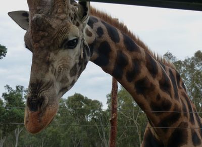 Altina Wildlife Park, Darlinghurst Point, NSW