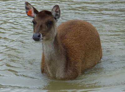 Altina Wildlife Park, Darlinghurst Point, NSW