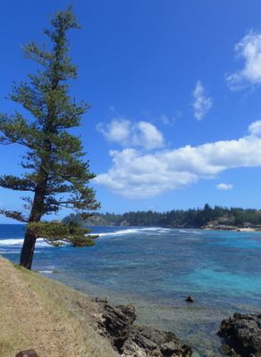 Lone Pine, Emily Beach, Norfolk Island