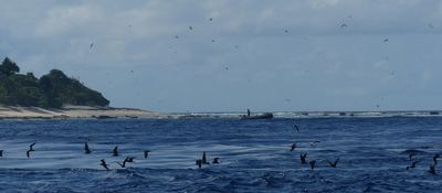 Birdlife, Sonsoral Island, Micronesia