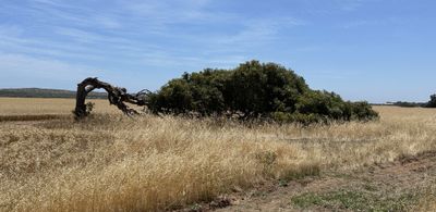 Leaning Tree, Greenough, WA