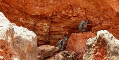 Rock Wallabies, Yardie Gorge, WA