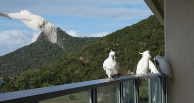 Cockatoos, Hamilton Island