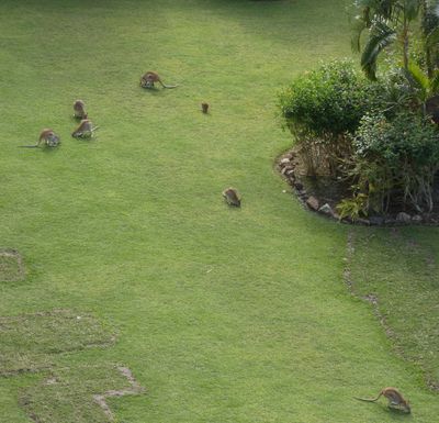 Wallabies, Hamilton Island