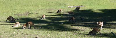 Wallabies, Hamilton Island