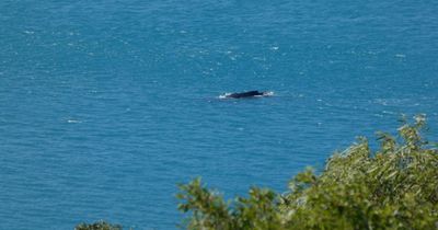 Whale, Hamilton Island