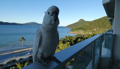 Cockatoo, Hamilton Island