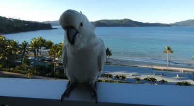 Cockatoo, Hamilton Island