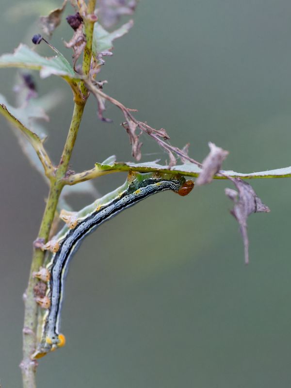 Variable Narrow-wing