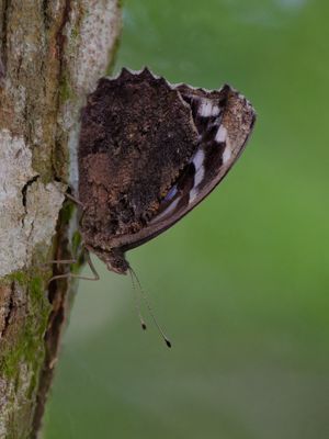 Mexican Bluewing