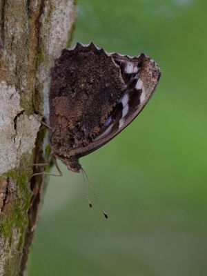 Mexican Bluewing