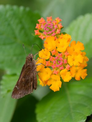 Clouded Skipper on Lantana