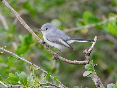 Blue-gray Gnatcatcher