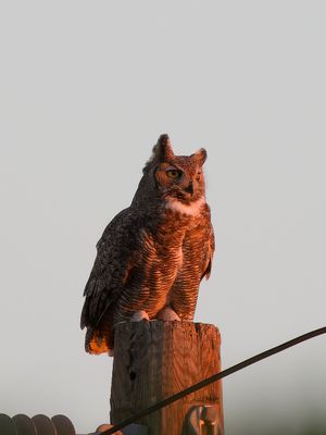 Great Horned Owl (one of a pair)
