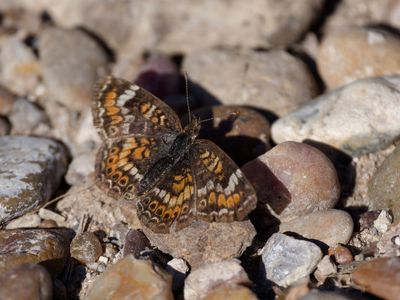 Phaon Crescent