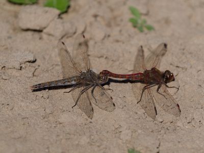 Variegated Meadowhawk