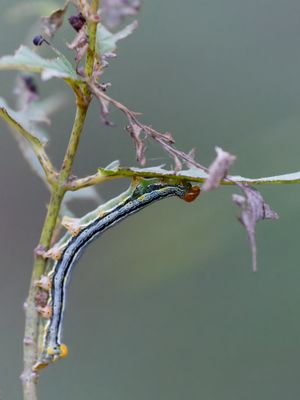 Variable Narrow-wing