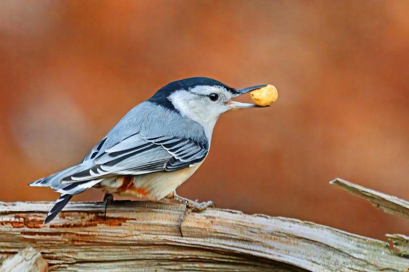 00nuthatchA7471c6.jpg