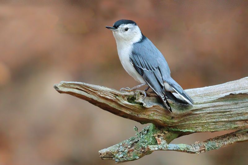 00nuthatchA7492c6.jpg