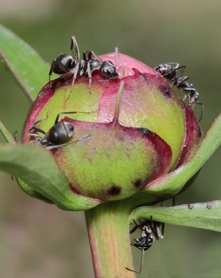 00peonyants7960.jpg