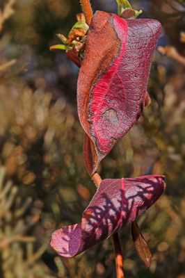 Plants/Insects