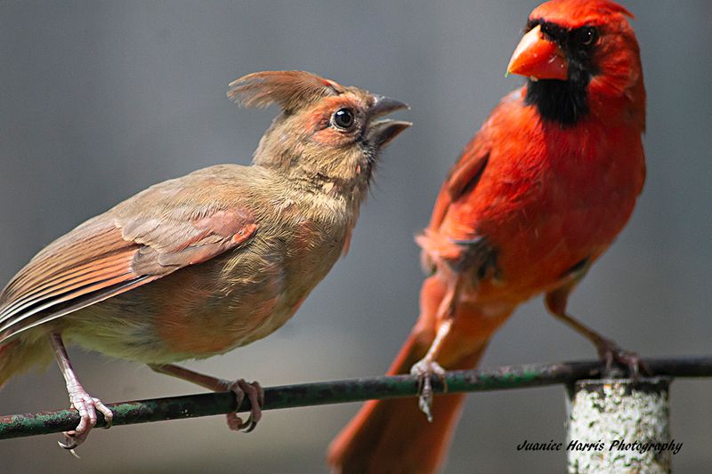 Juvenile Cardinal and Male Cardinal