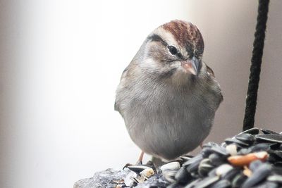 Our Fellow Citizens, the Sparrows,