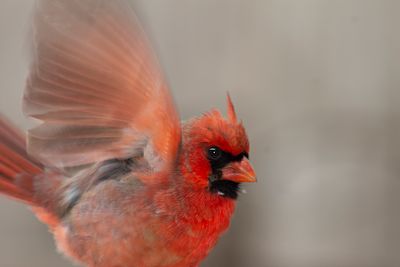 . But though you think yourself taking the day by the prime, it is already old to the birds.
