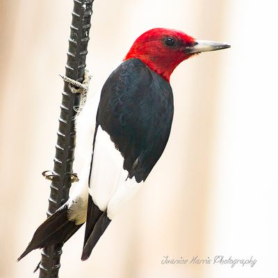 The forest has a thousand moods— For every mood an answering bird