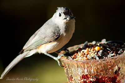 You have outdistanced every voice and word, And given my spirit wings until it stirred Like you—a bird!