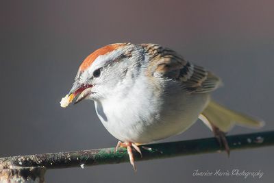 Birds are beautiful and amazing creatures,