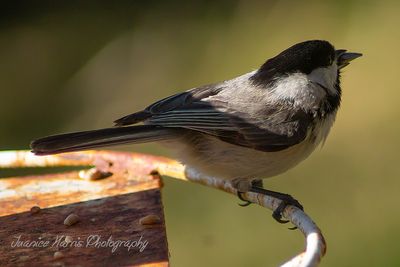 Birdsong: a branch of music. ~Terri Guillemets