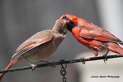 Birds