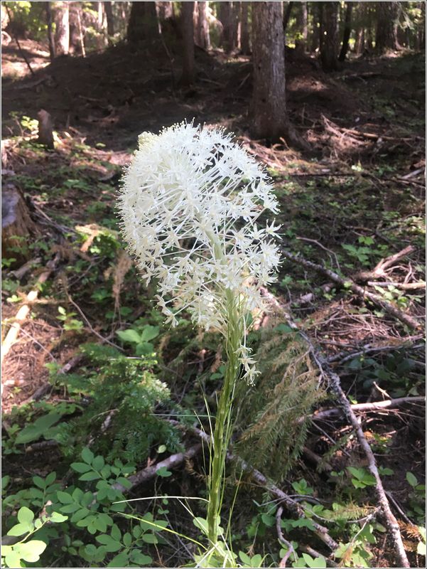 Bear grass (photographed by the bare B!)