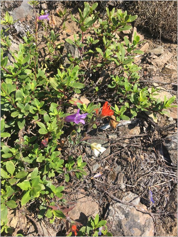 Ridge flowers - Red, White and Blue (Well, purple)