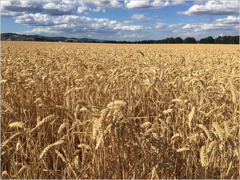 Wheat fields (2023-07-12)