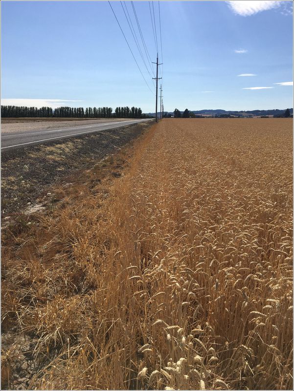 Wheat fields (2023-07-12)