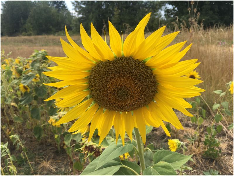 Sunflowers