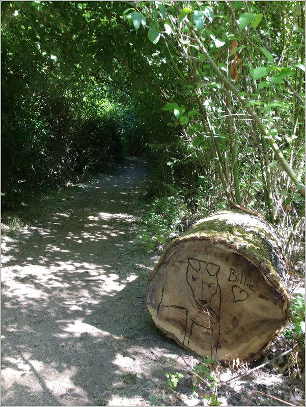 Log along trail