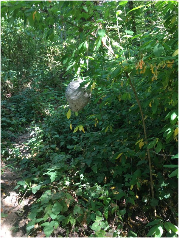 Paper Wasp nest!