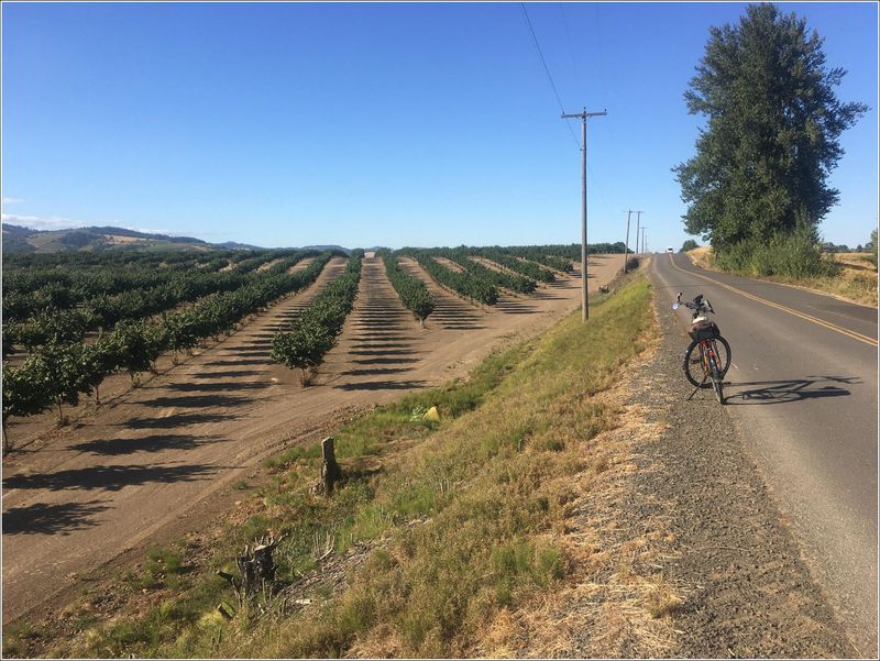 Filbert orchards/shadows! (2023-08-10)