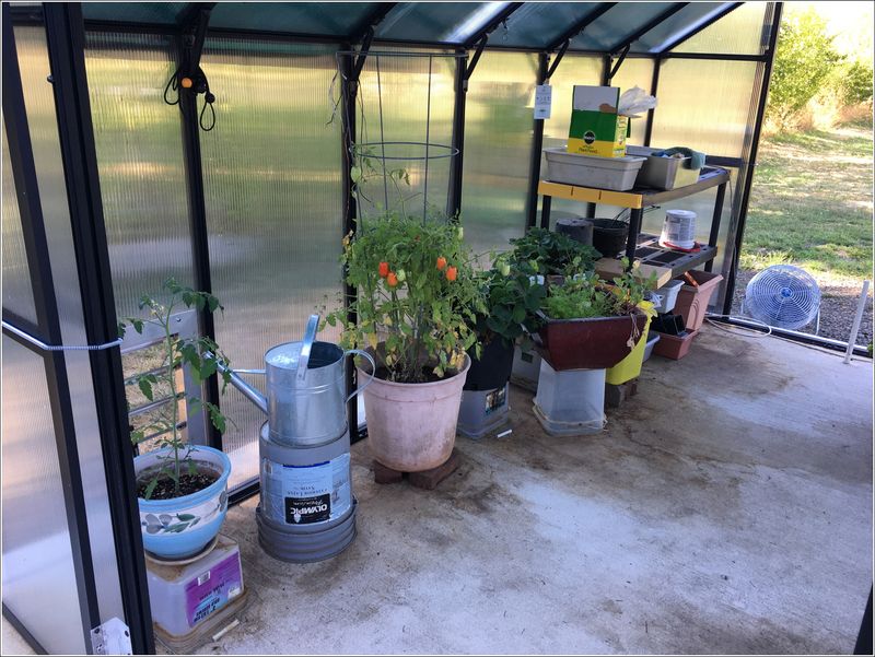 Greenhouse contents as of mid August 2023...