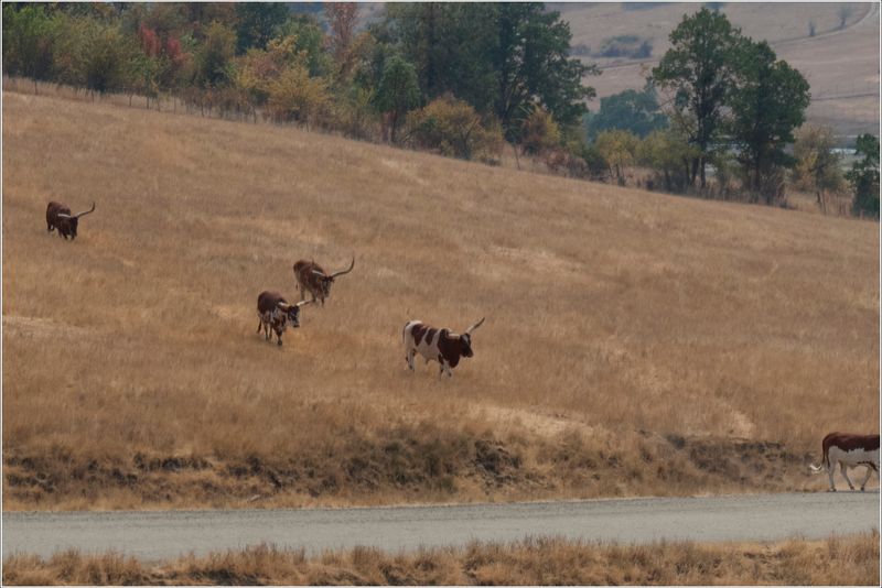 Watusi cattle  (reminds me of a Beatles song)